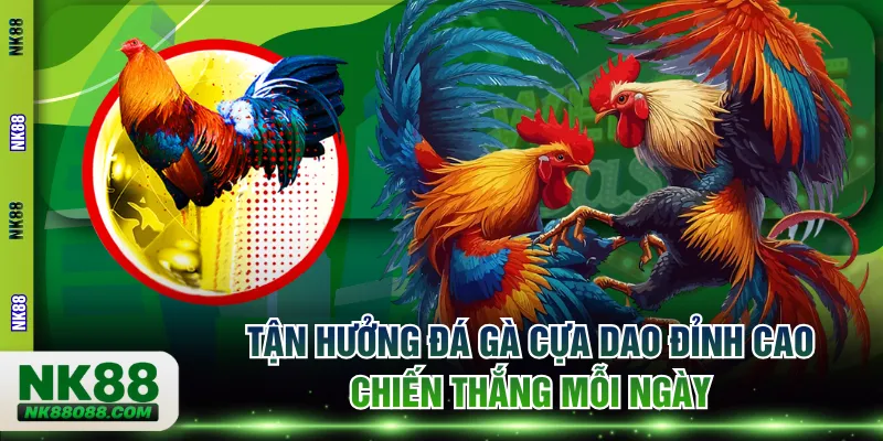 đá gà cựa dao